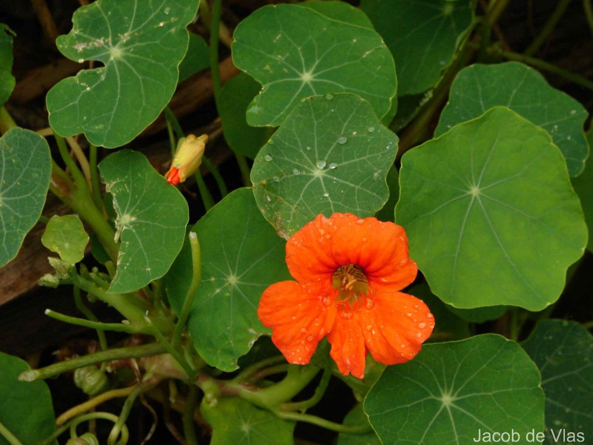 Tropaeolum majus L.